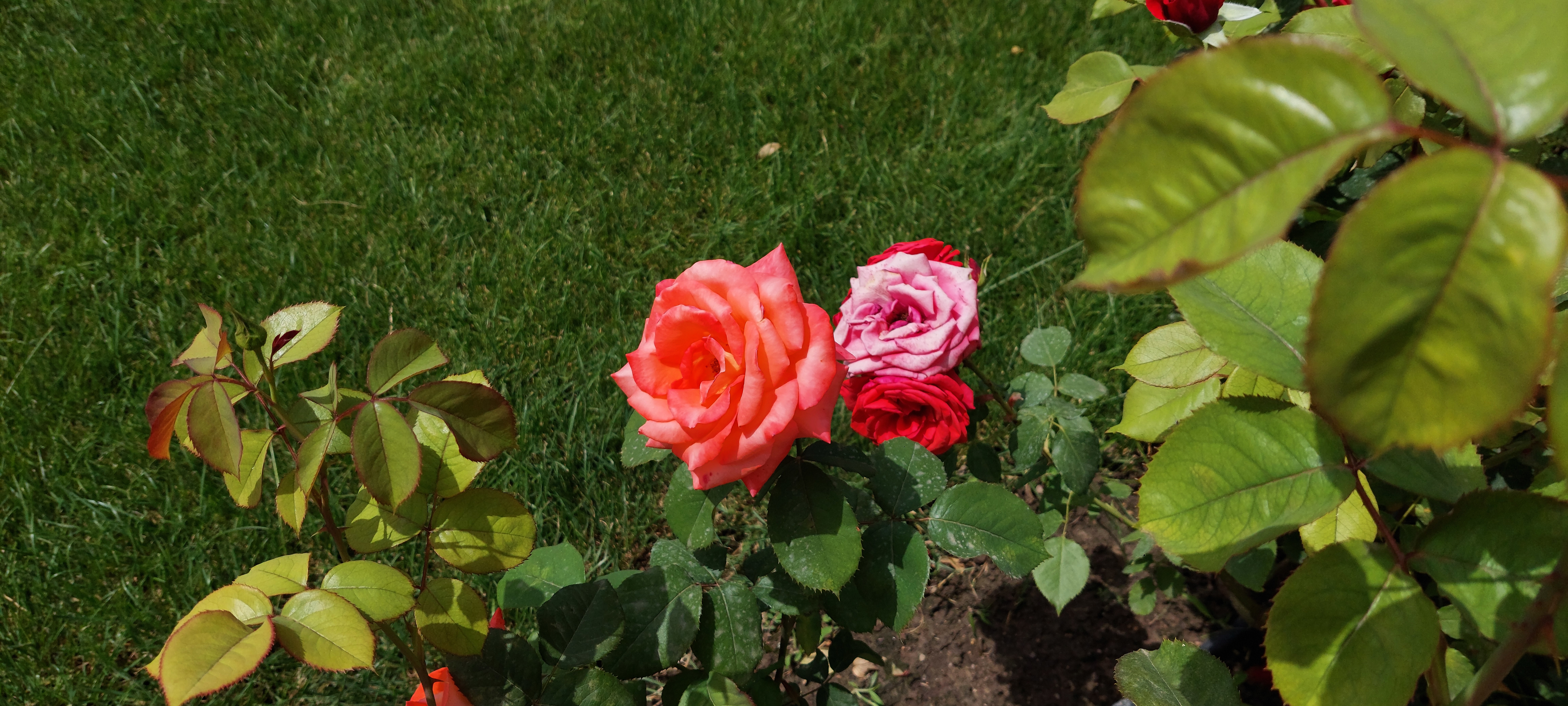 roses Bory-castle Székesfehérvár Hungary